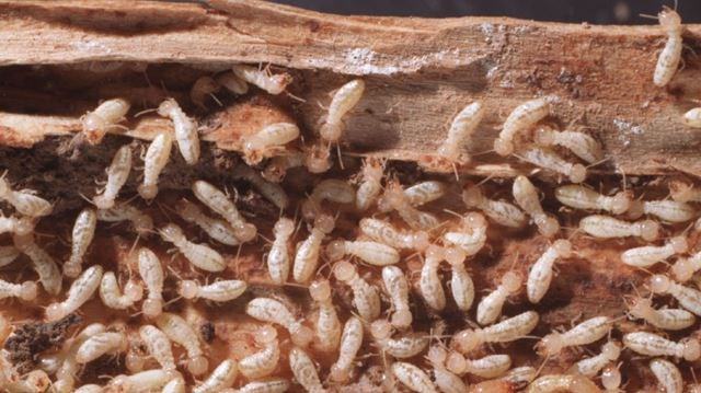 How to Spot a Termite Infestation in Your Home