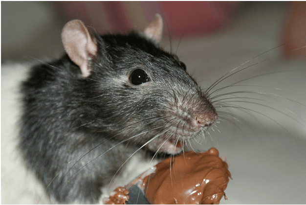 6 Tips for Reclaiming Your Attic From a Rodent Infestation