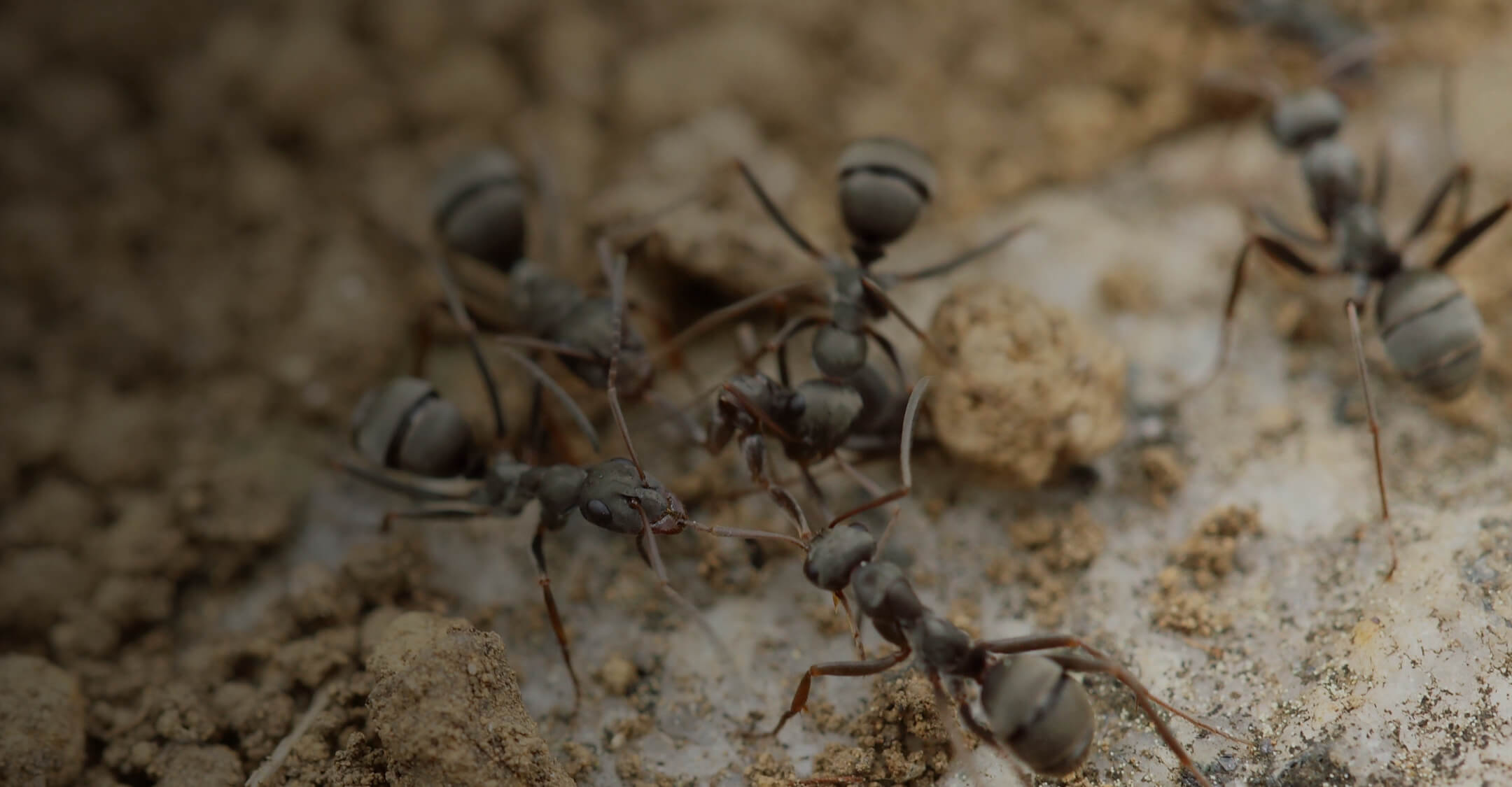 ants control melbourne