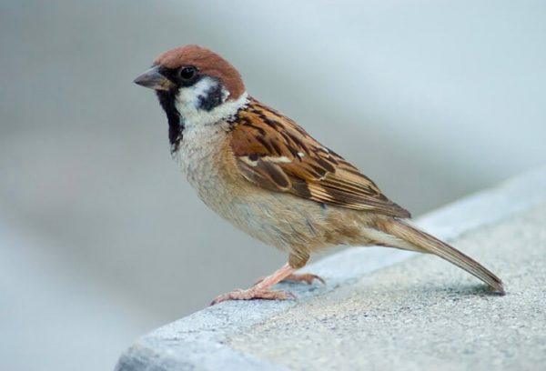 sparrow bird control
