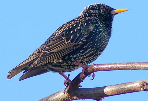 starlings bird control