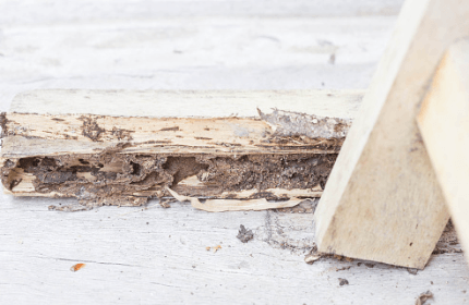 Protecting Your Home From a Termite Infestation