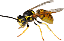 wasp removal melbourne