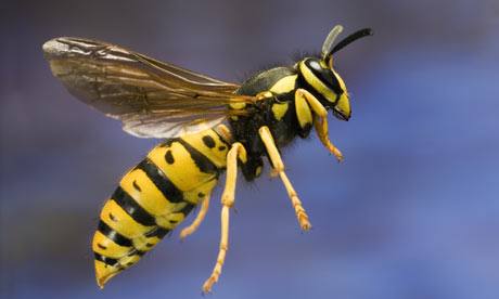What attracts Wasps to Your Home