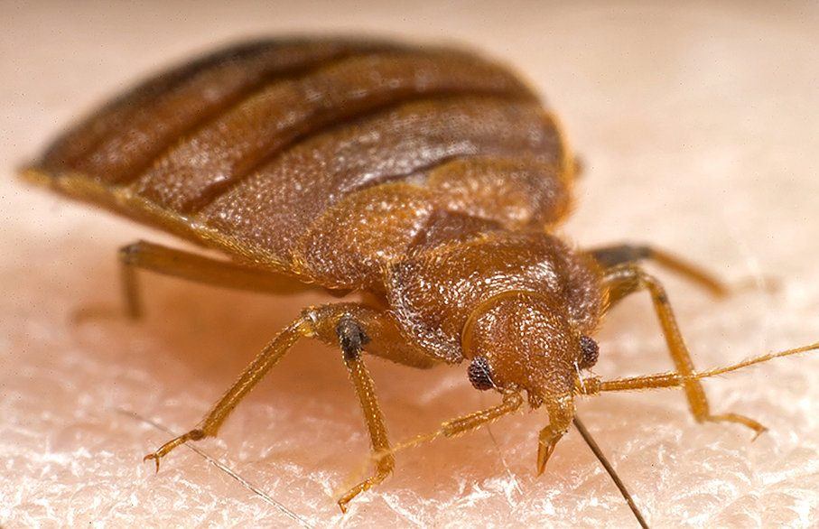 Expert Steps to Prepare Your Space for a Beg Bug Pest Control