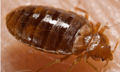 bed bug treatment