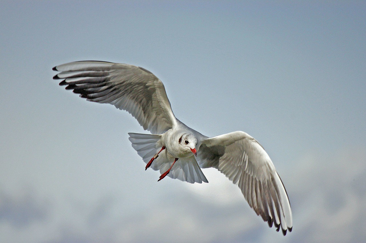 Seagull treatment services melbourne