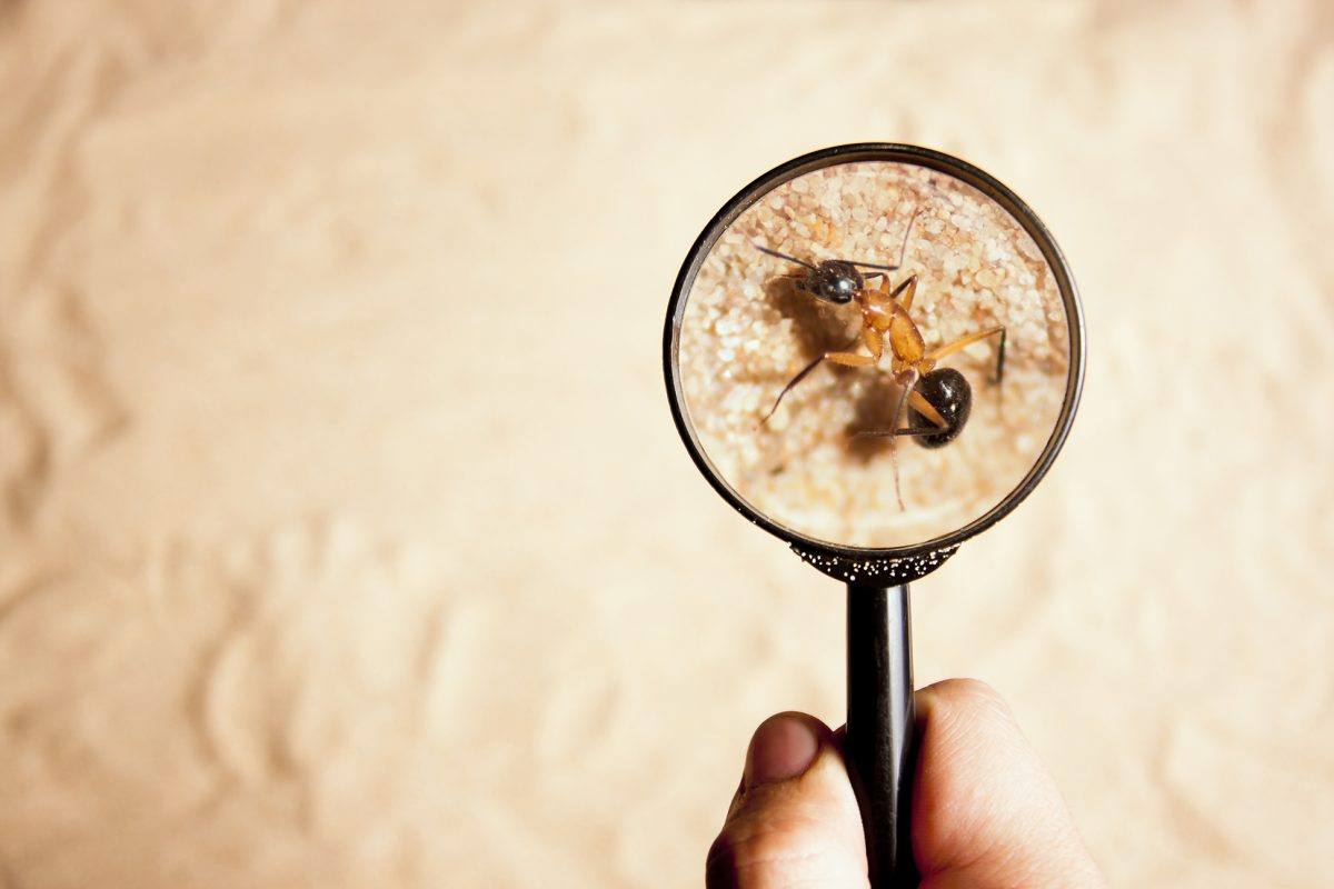 ants pest control melbourne