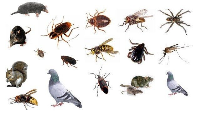 How to Reduce the Prevalence of Pests This Autumn