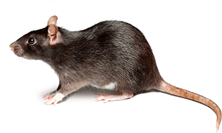 rodent control melbourne