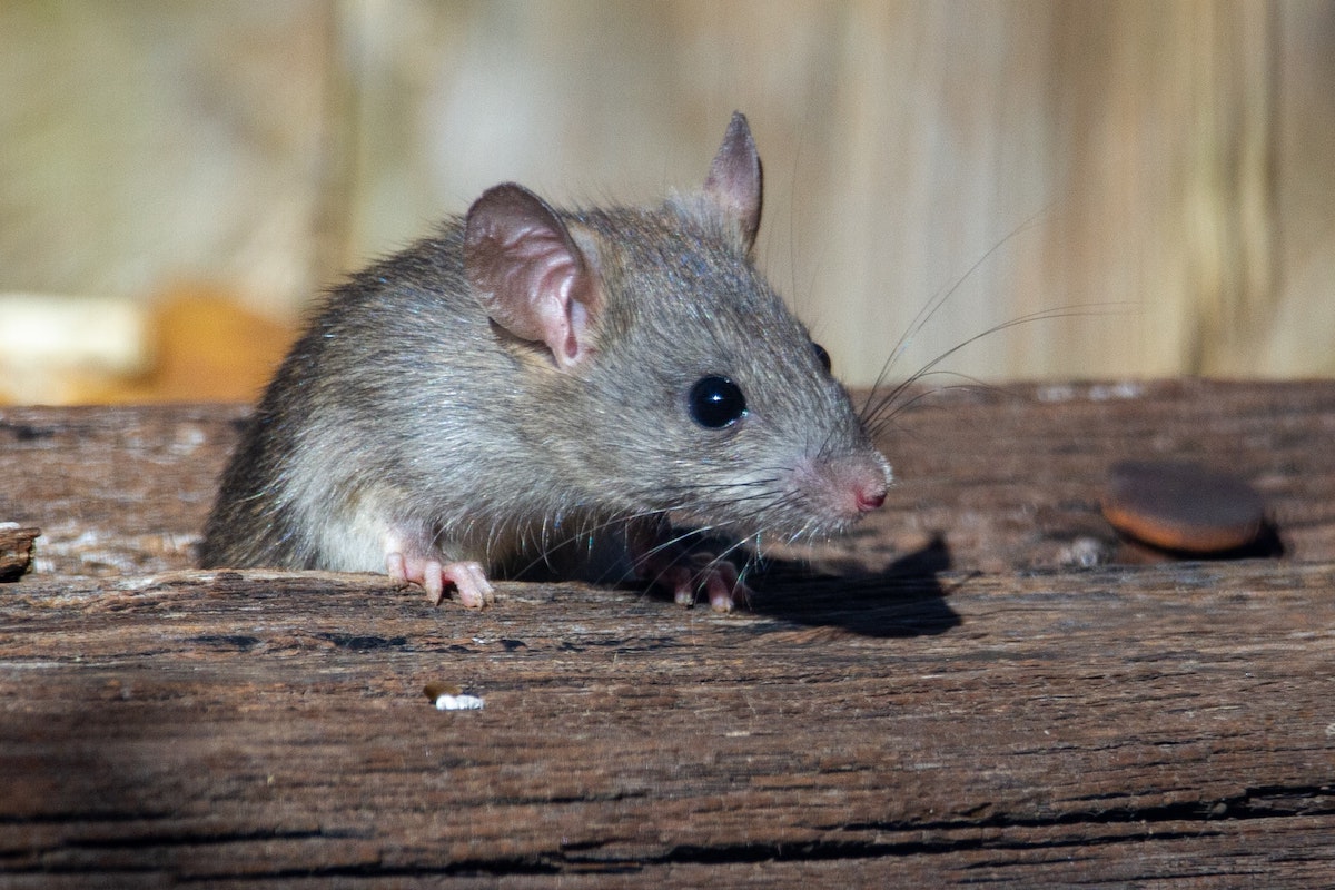 3 Common Household Pests that Could Be Living in Your Roof