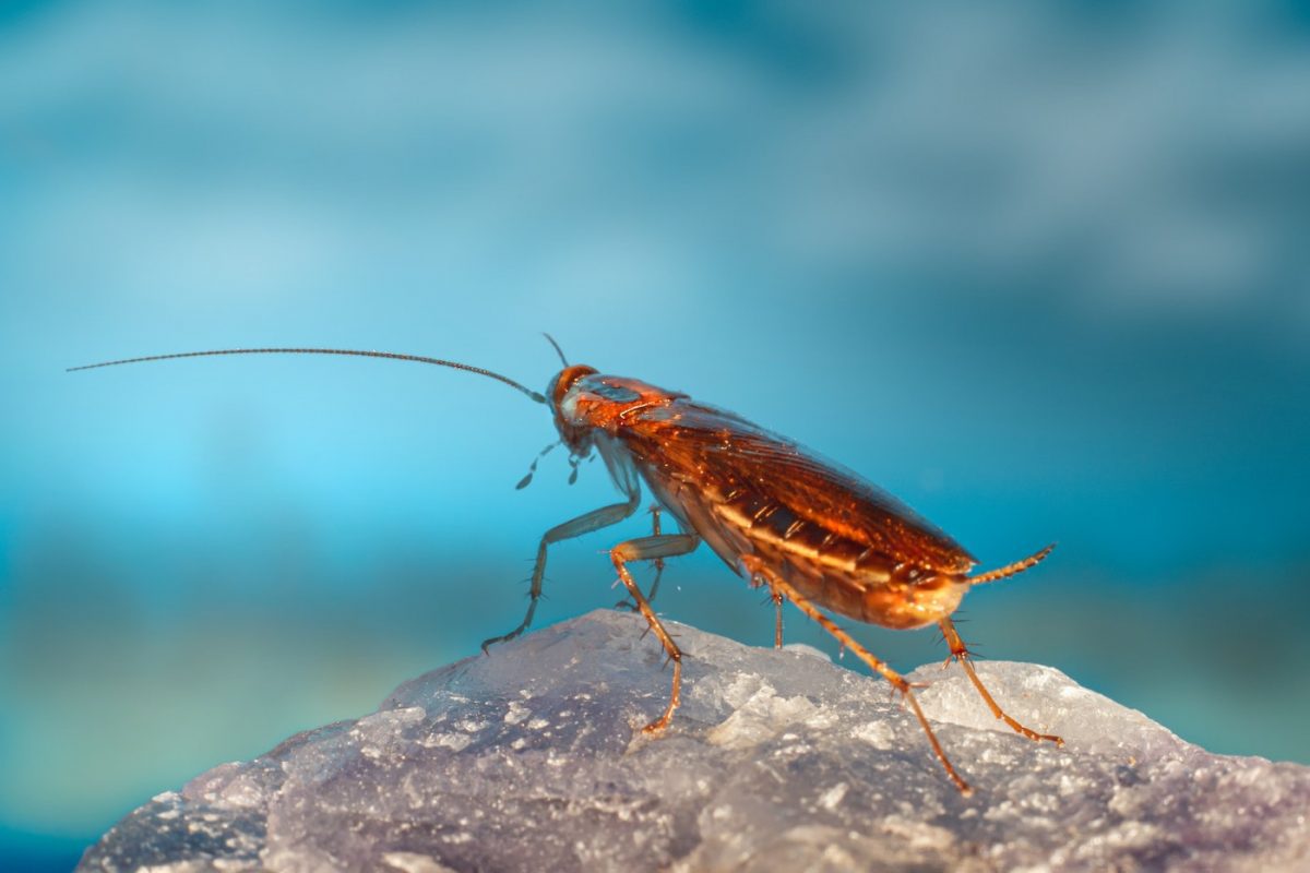 How Are Pests Getting Into Your Home? Top 5 Pest Entry Points