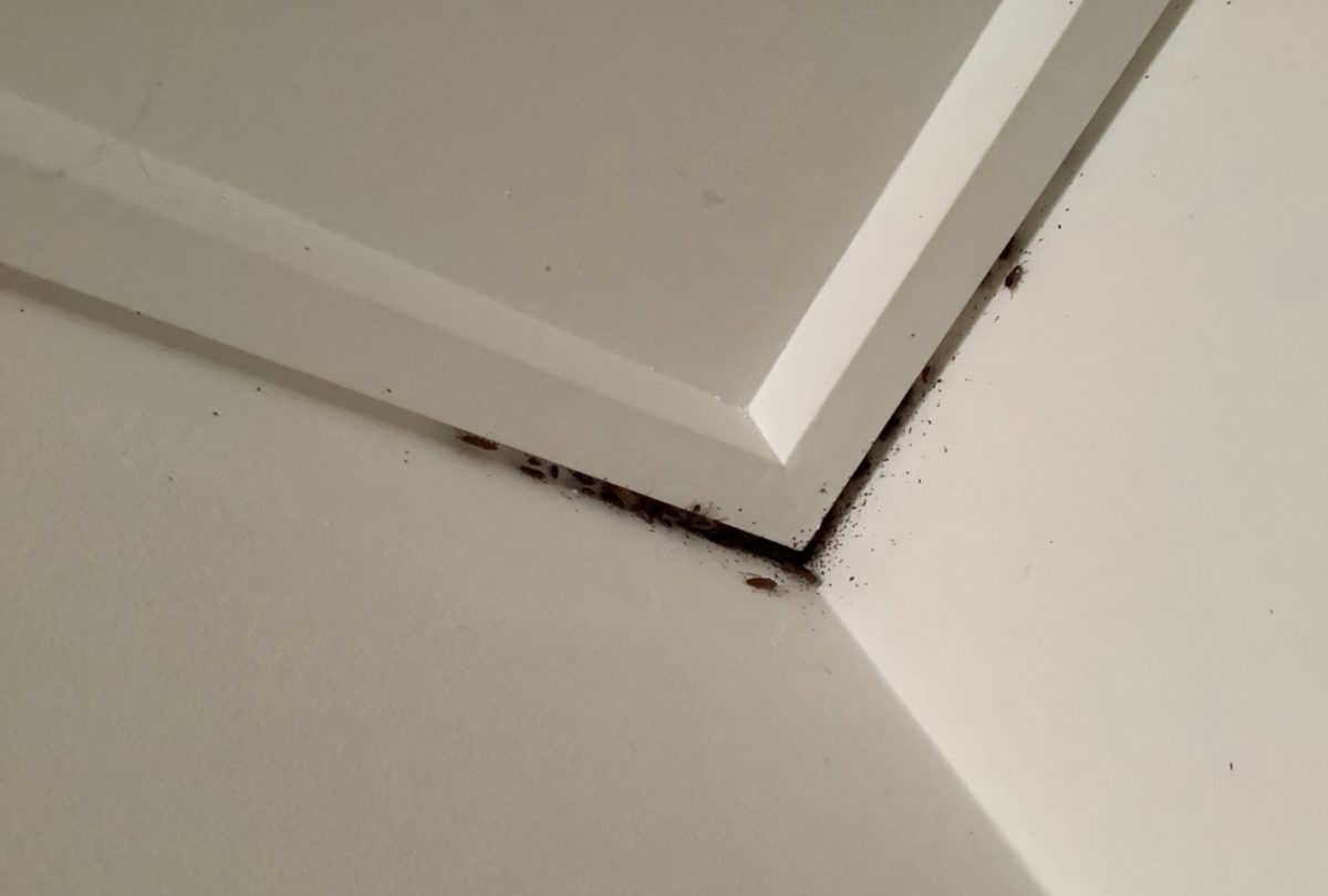 Cockroach infestation in corner of apartment