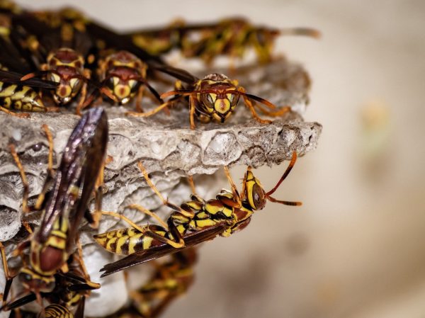 How to Get Rid of a Wasps Nest
