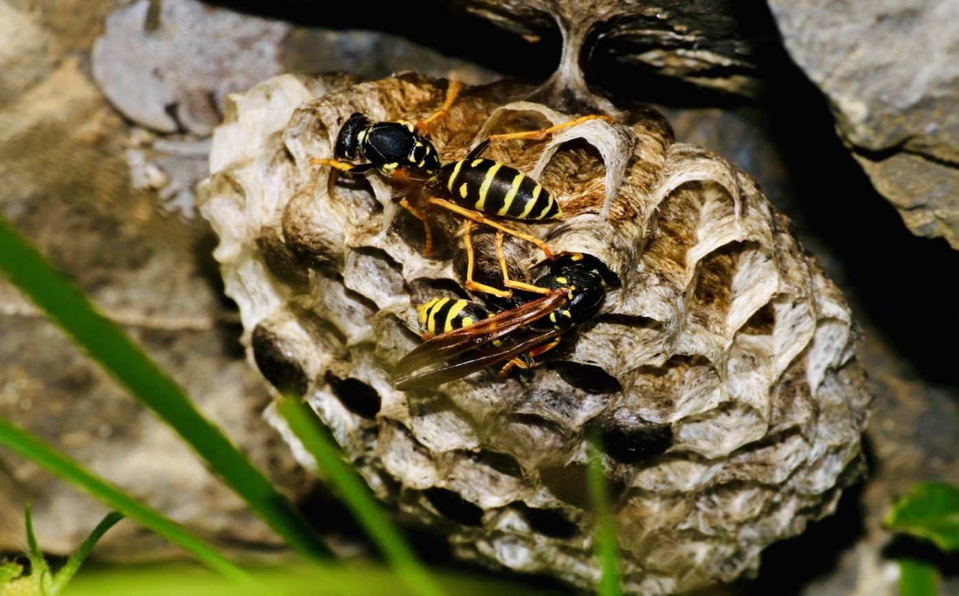 How to Get Rid of a Wasps Nest Safely