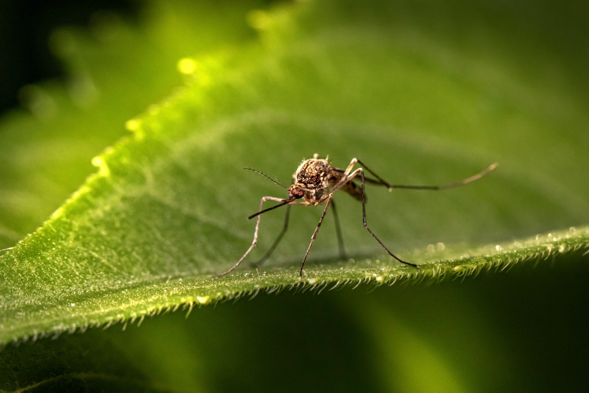 How to Get Rid of Mosquitoes and Ants: A Guide to Pest Control in Melbourne’s Summer