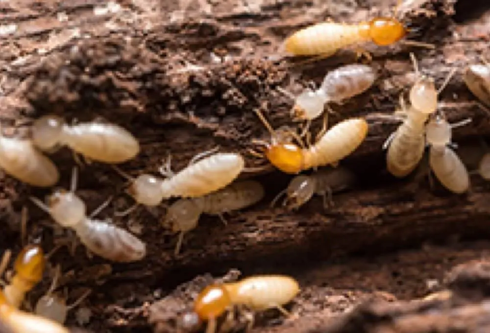 termite pest control melbourne